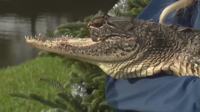 Exclusive update on gator named 'Jawlene'